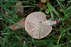 Lactarius glyciosmus