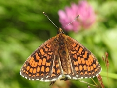 Melitaea celadussa