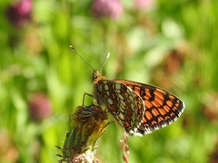 Melitaea celadussa