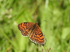 Melitaea celadussa