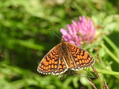 Melitaea celadussa