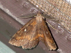 Casbia melanops