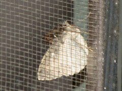 Casbia melanops
