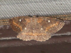 Casbia melanops