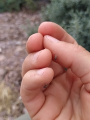 Coelopidae