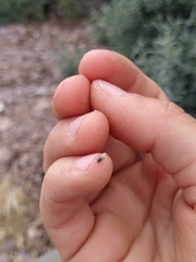 Coelopidae