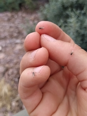 Coelopidae