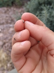 Coelopidae
