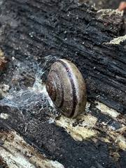 Helminthoglypta exarata