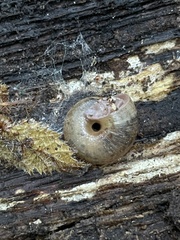 Helminthoglypta exarata