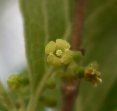 Afrocanthium gilfillanii