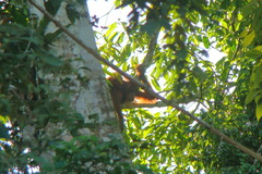 Pongo pygmaeus