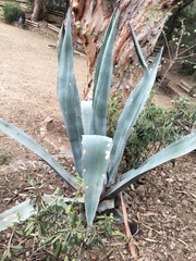 Agave americana