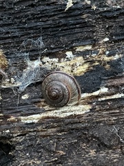 Helminthoglypta exarata