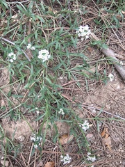 Lobularia maritima