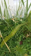 Nothoscordum