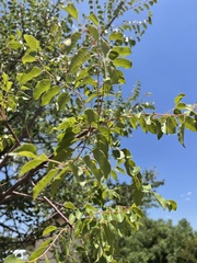 Sclerocarya birrea caffra