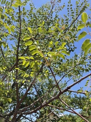 Sclerocarya birrea caffra