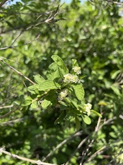 Lippia javanica