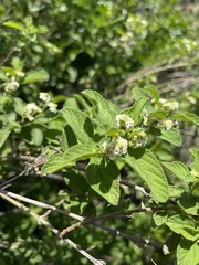 Lippia javanica