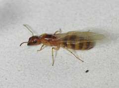 Colobopsis macrocephala