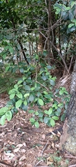 Elaeodendron australe