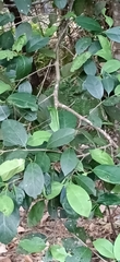 Elaeodendron australe