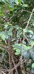 Elaeodendron australe
