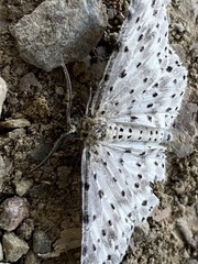 Percnia