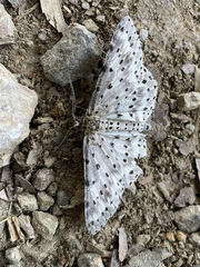 Percnia