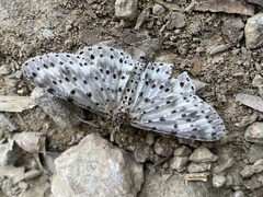 Percnia