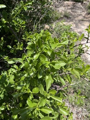 Senecio pleistocephalus