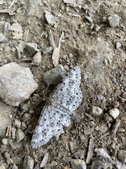 Percnia