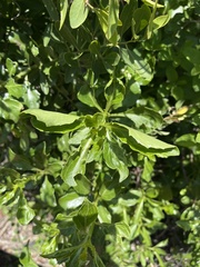 Senecio pleistocephalus