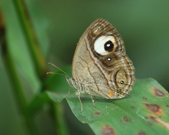 Mycalesis junonia