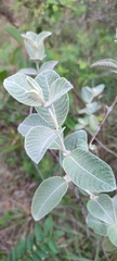 Sabicea brasiliensis