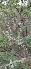 Sabicea brasiliensis