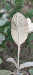 Sabicea brasiliensis