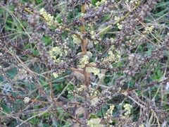 Verbascum pulverulentum