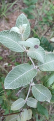Sabicea brasiliensis