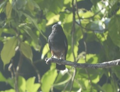 Chelidoptera tenebrosa