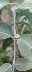 Sabicea brasiliensis