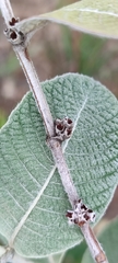 Sabicea brasiliensis