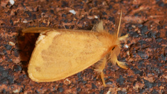 Euproctis fimbriata
