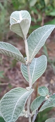 Sabicea brasiliensis