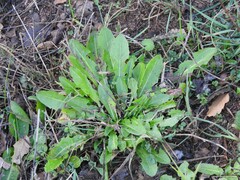 Taraxacum obovatum