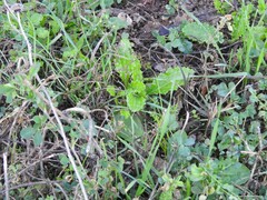 Carduus pycnocephalus