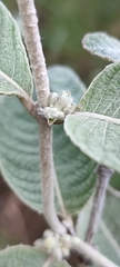 Sabicea brasiliensis