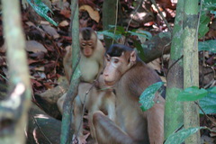 Macaca nemestrina