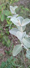 Sabicea brasiliensis